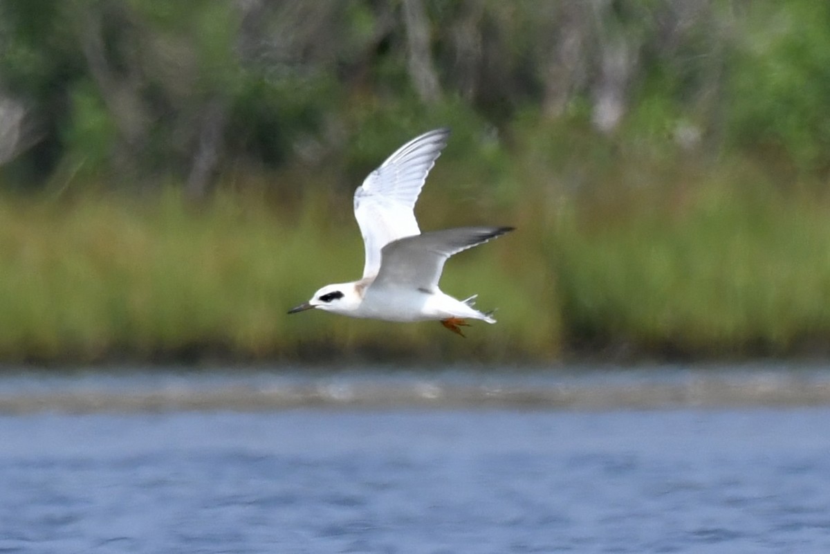 Forster's Tern - ML622099575