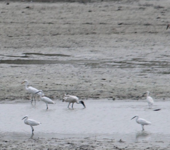 Black-headed Ibis - ML622099576