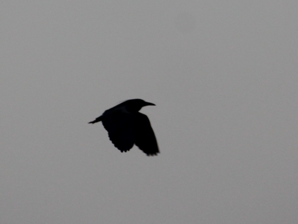 Black-crowned Night Heron - ML622099620