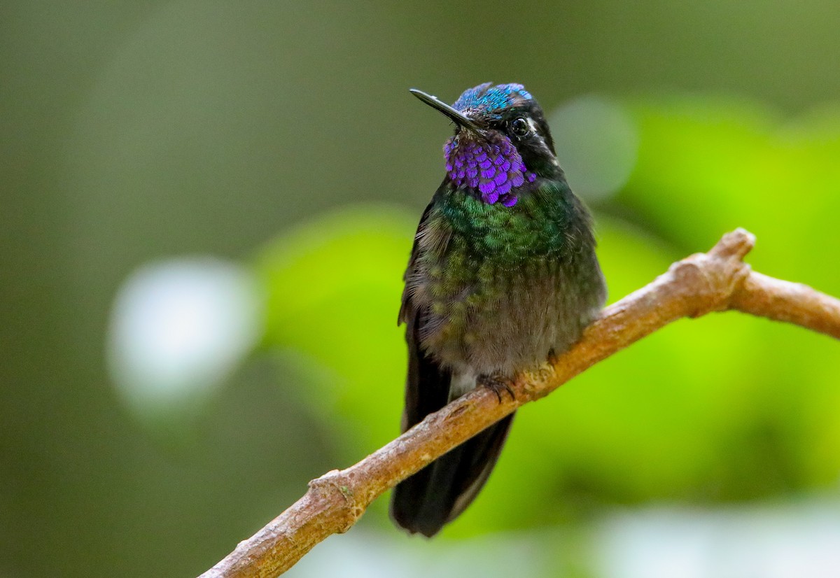 Colibrí Gorjipúrpura - ML622099621