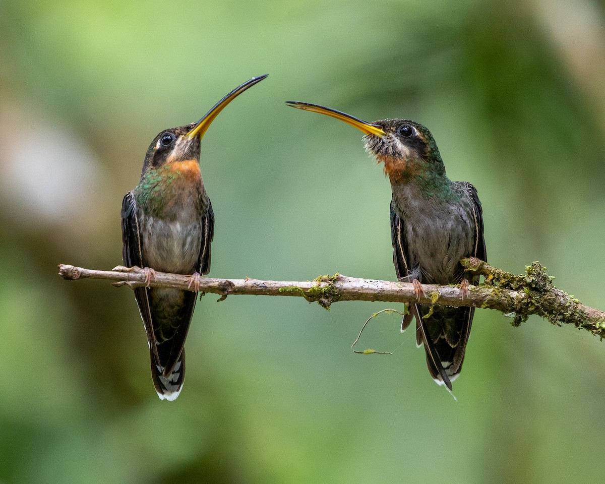 Band-tailed Barbthroat - ML622099637