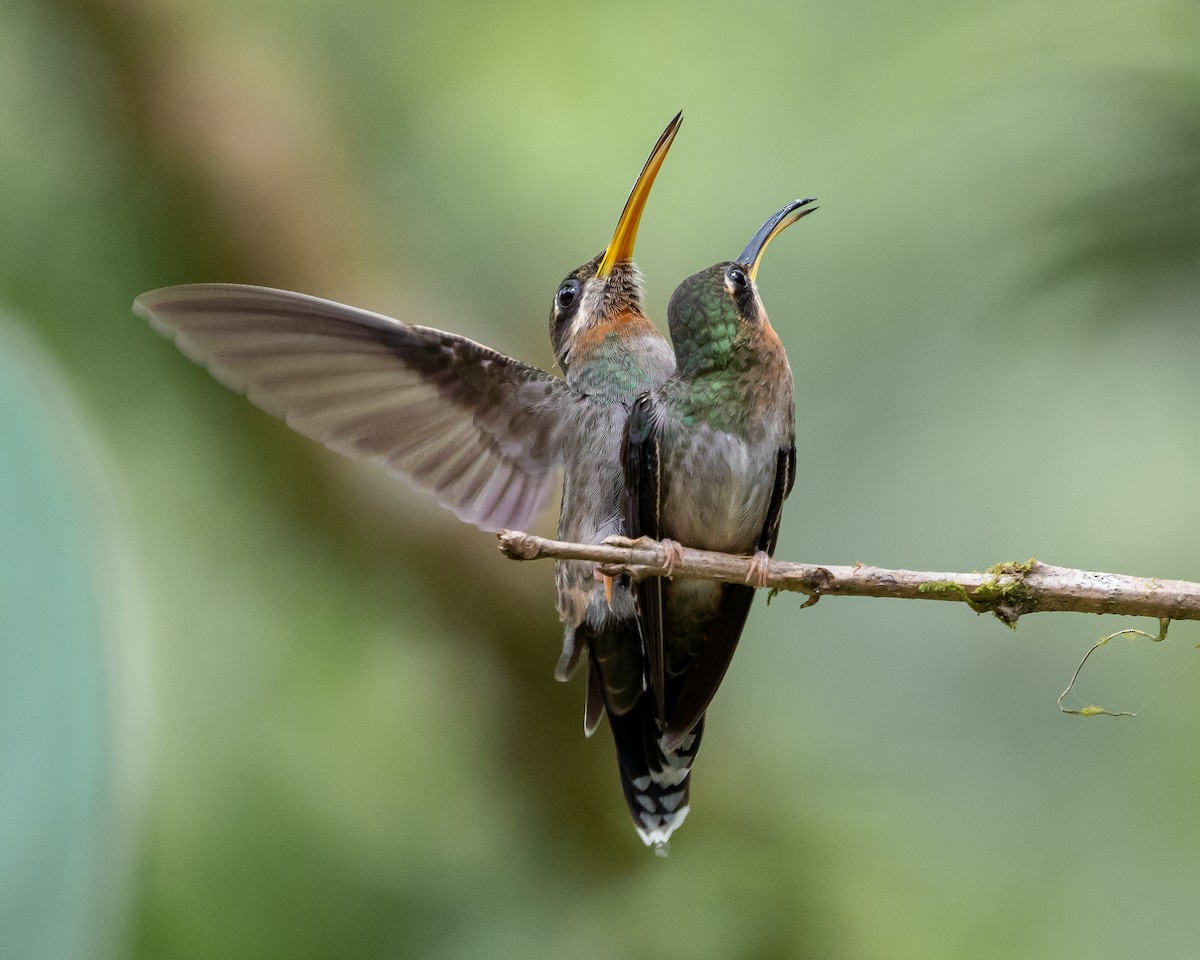 Band-tailed Barbthroat - ML622099638