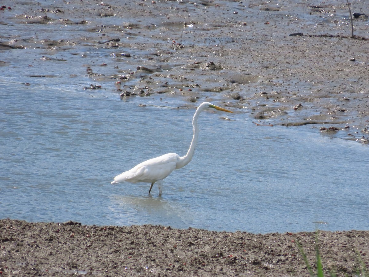 Great Egret - ML622099681