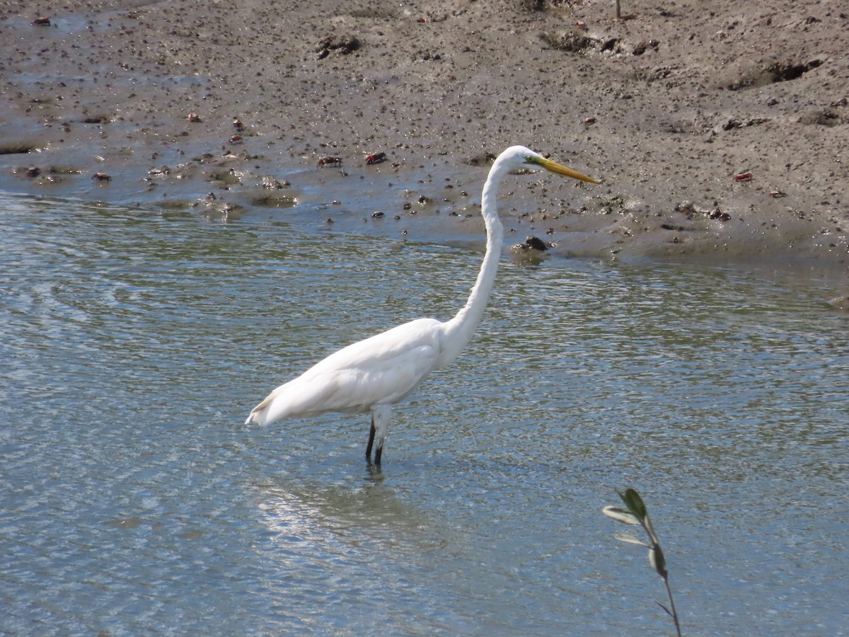 Great Egret - ML622099682