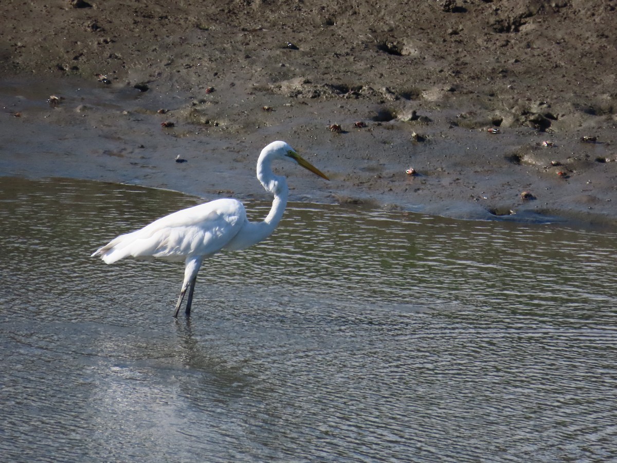 Great Egret - 韋勳 陳