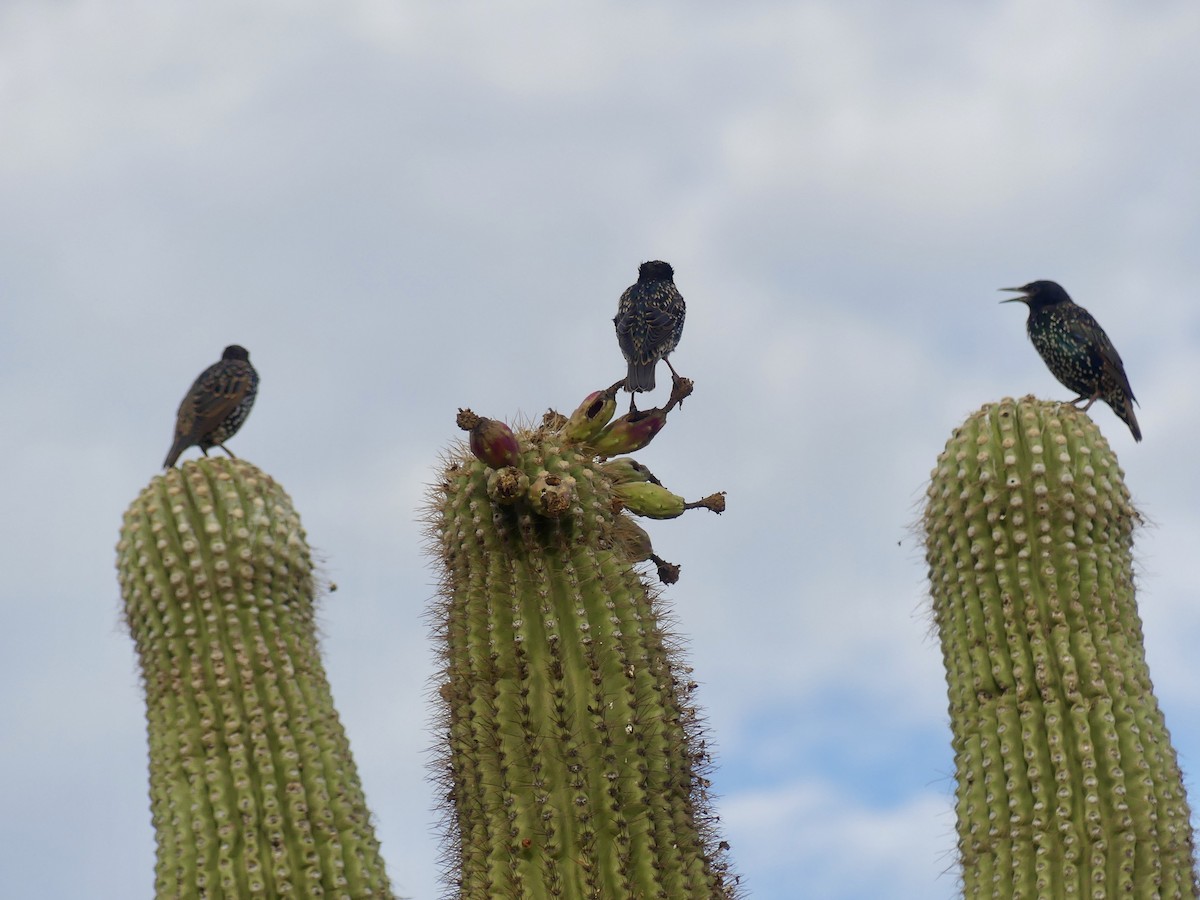 European Starling - ML622099684