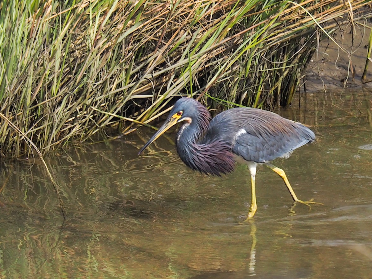 Tricolored Heron - ML622099685