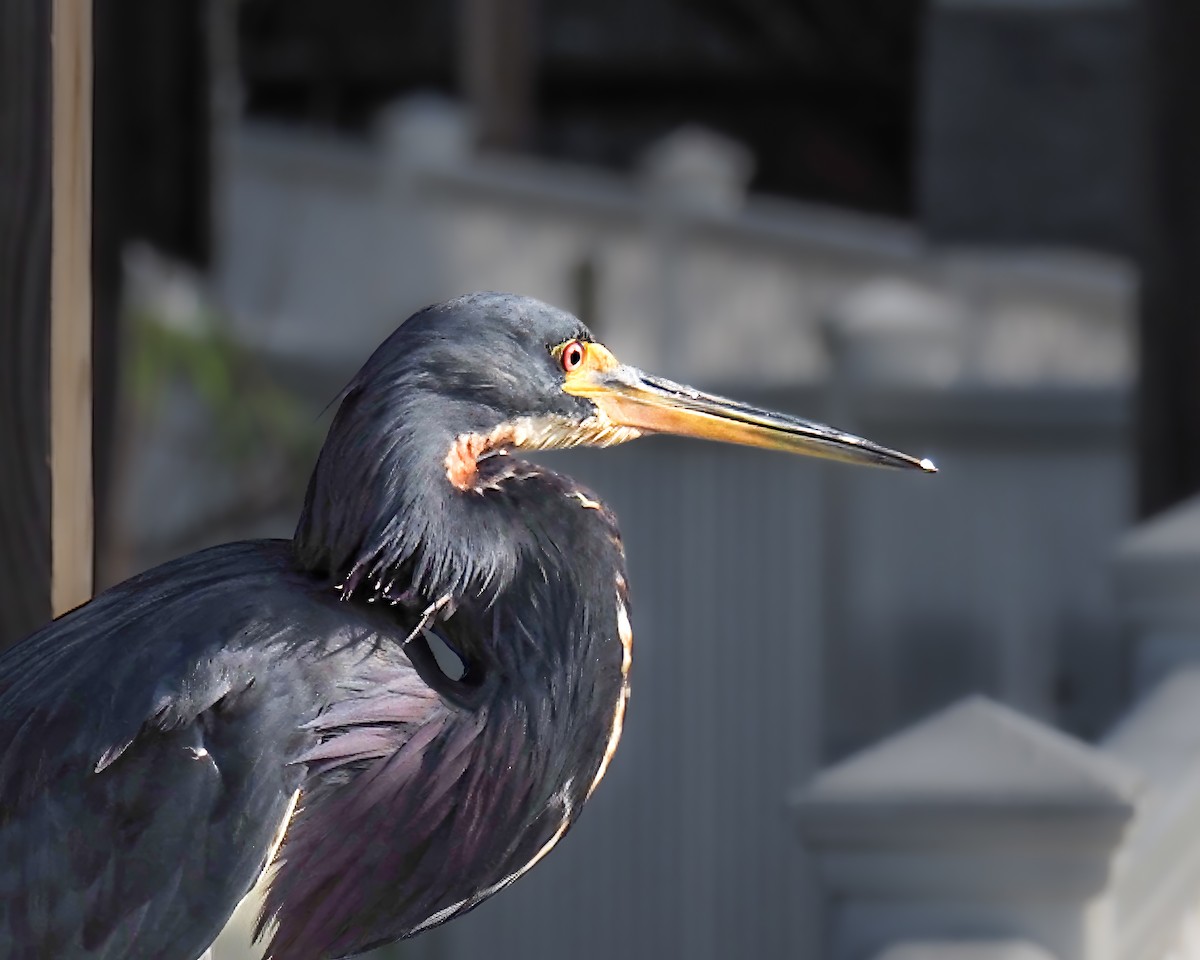 Tricolored Heron - ML622099686