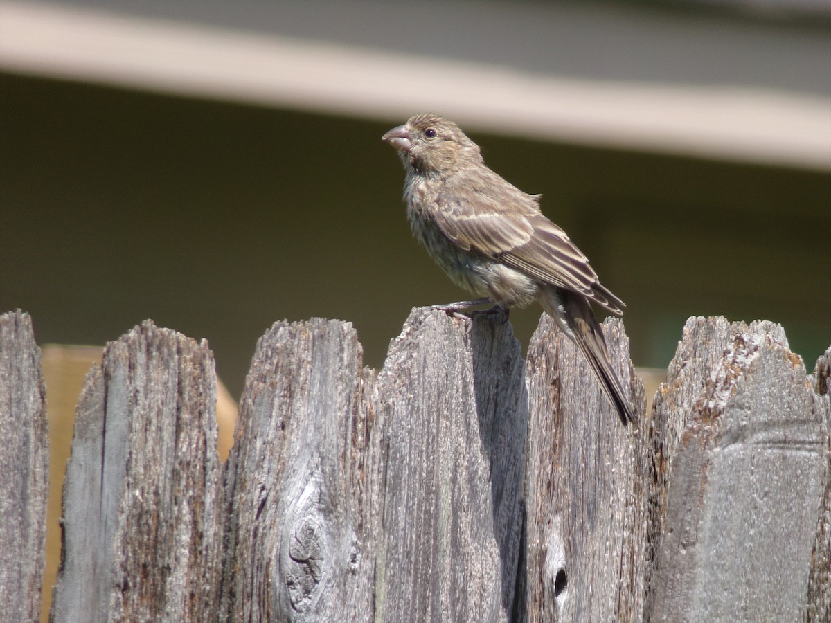 House Finch - ML622099703