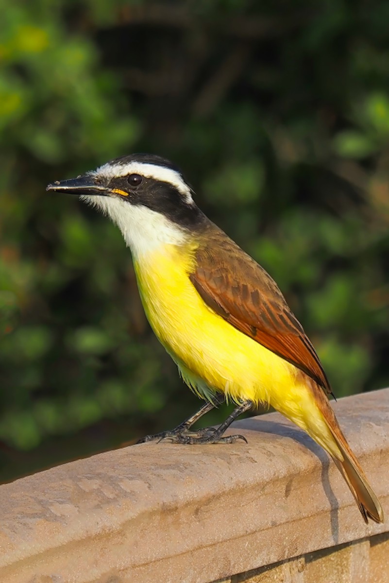 Great Kiskadee - ML622099706