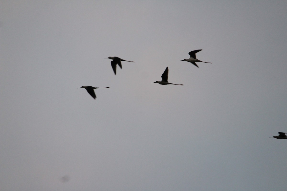 Black-winged Stilt - ML622099707