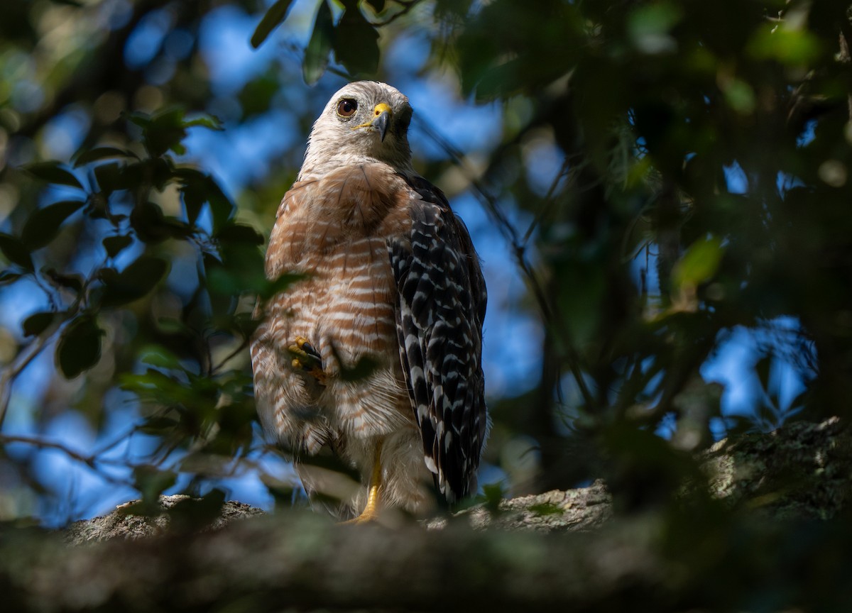 Red-shouldered Hawk - ML622099708