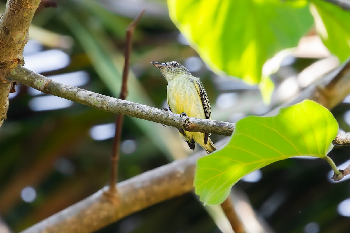 Gray-crowned Flatbill - ML622099713