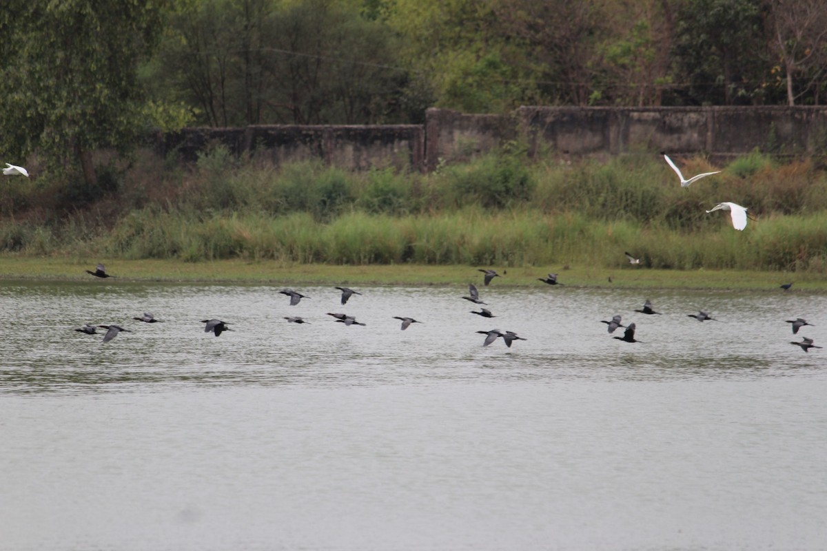 Little Cormorant - ML622099714