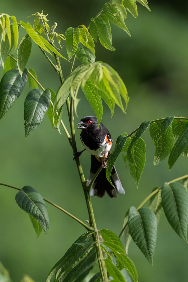 Eastern Towhee - Ryan Garrison