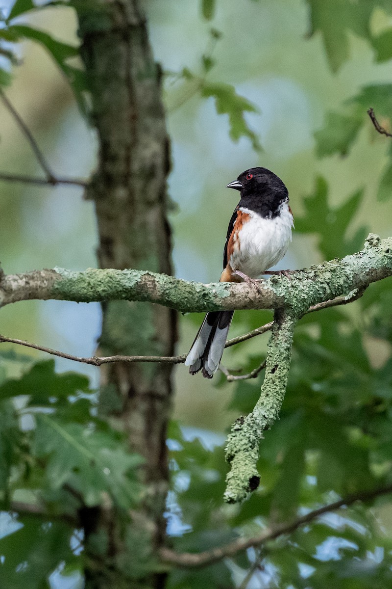 Eastern Towhee - ML622099716