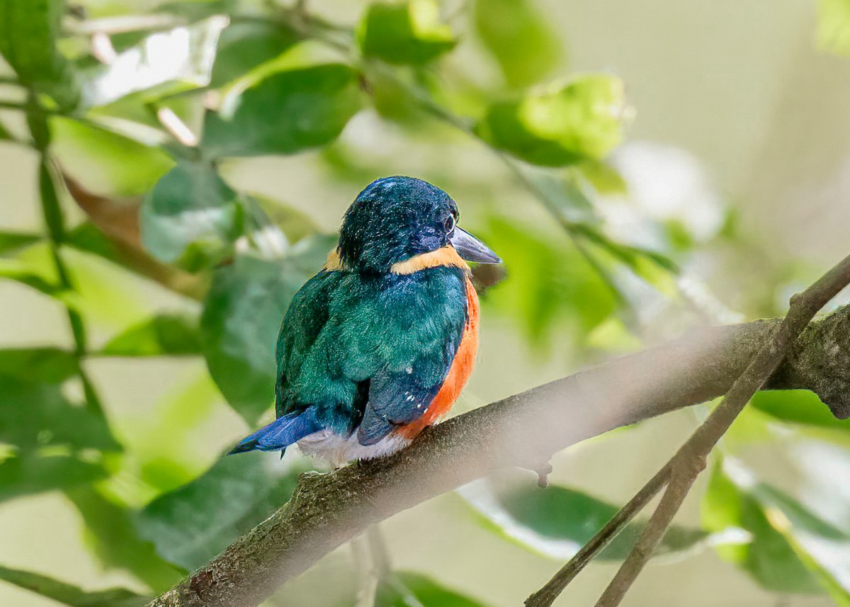 American Pygmy Kingfisher - ML622099717