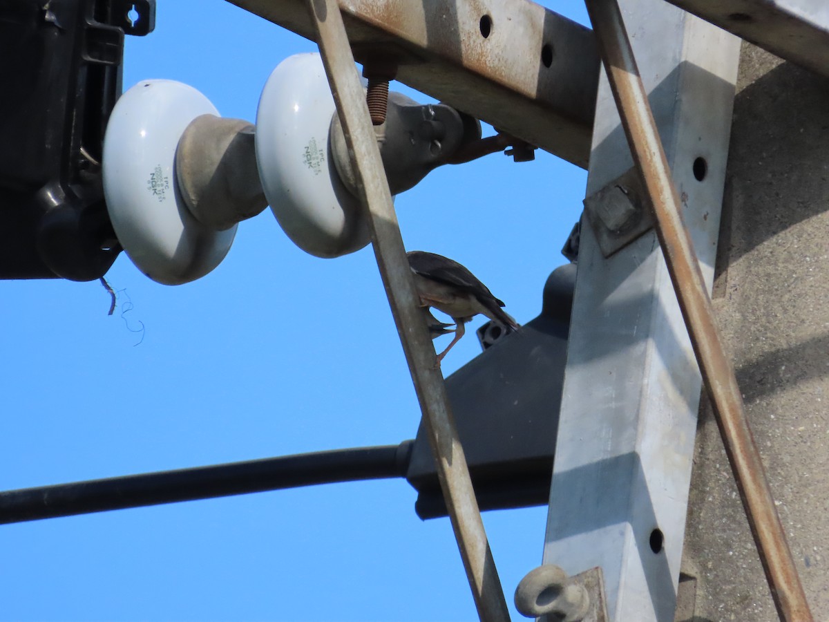 Chestnut-tailed Starling - ML622099719