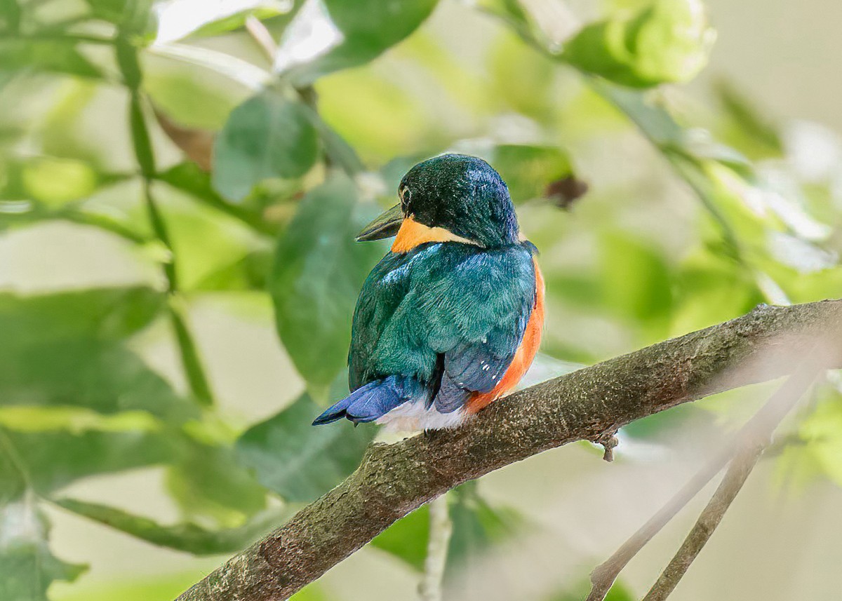 American Pygmy Kingfisher - ML622099721