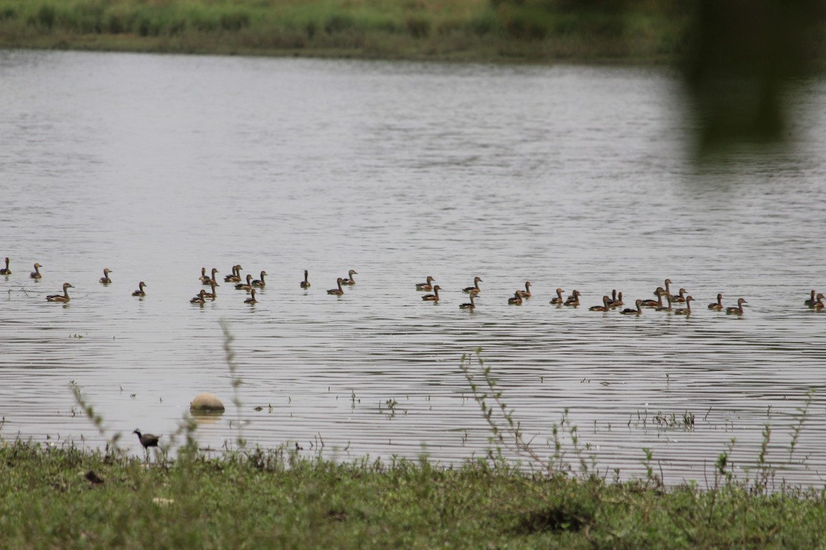 Lesser Whistling-Duck - ML622099723