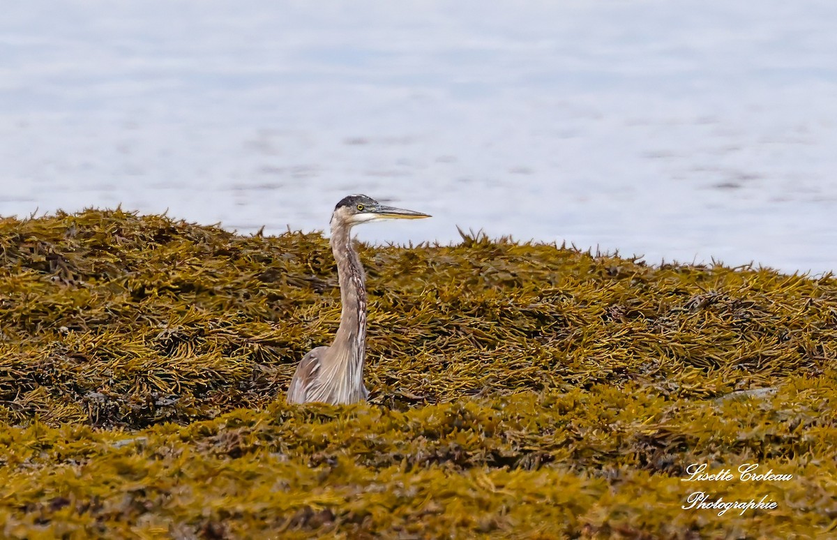 Great Blue Heron - ML622099724