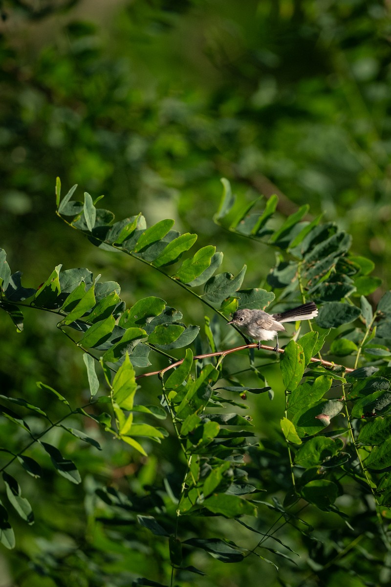 Blue-gray Gnatcatcher - ML622099725