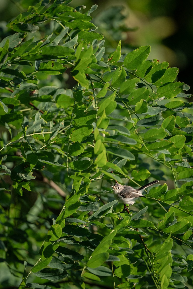 Blue-gray Gnatcatcher - ML622099726