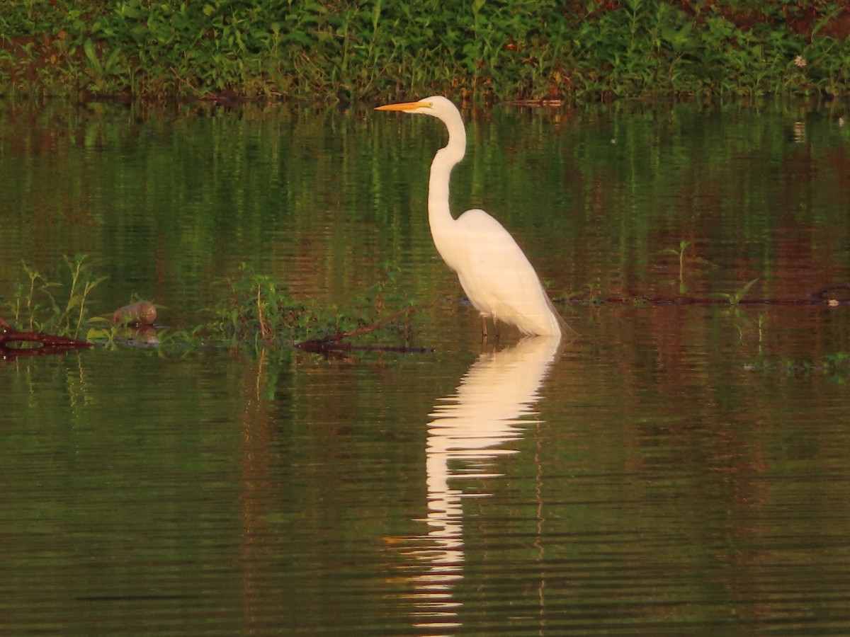 Great Egret - ML622099727