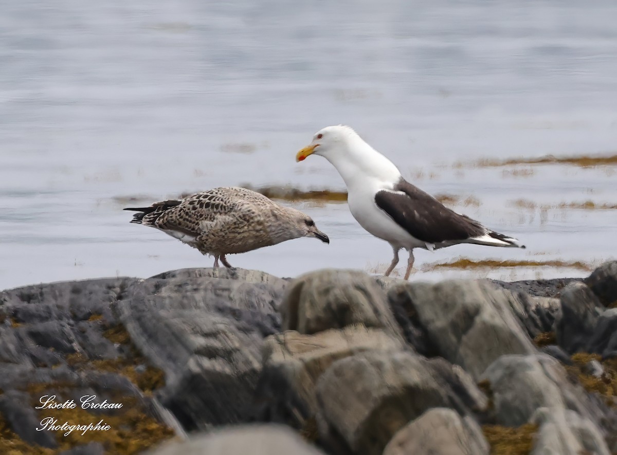 Great Black-backed Gull - ML622099728