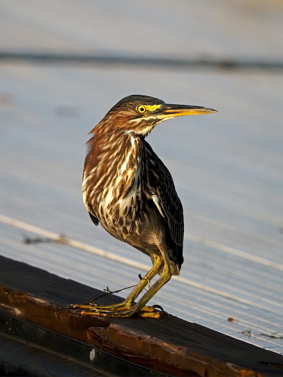 Green Heron - ML622099729