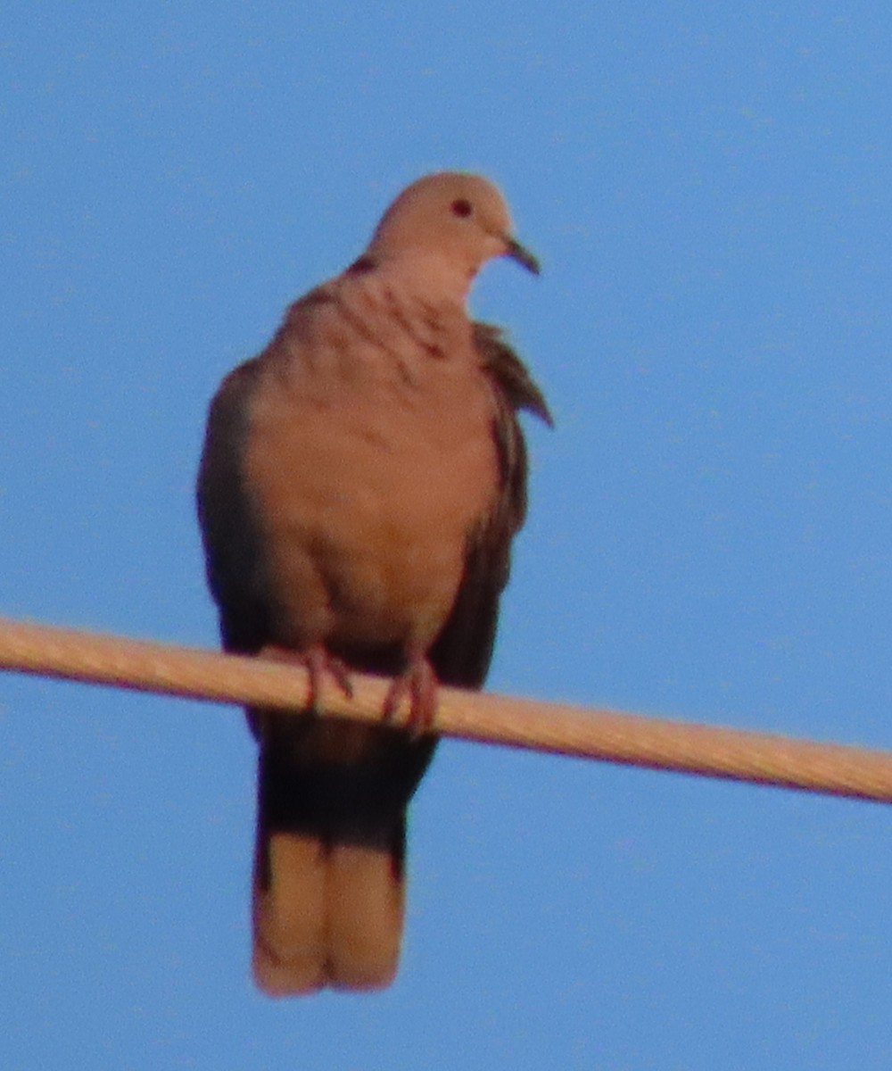 Eurasian Collared-Dove - ML622099731