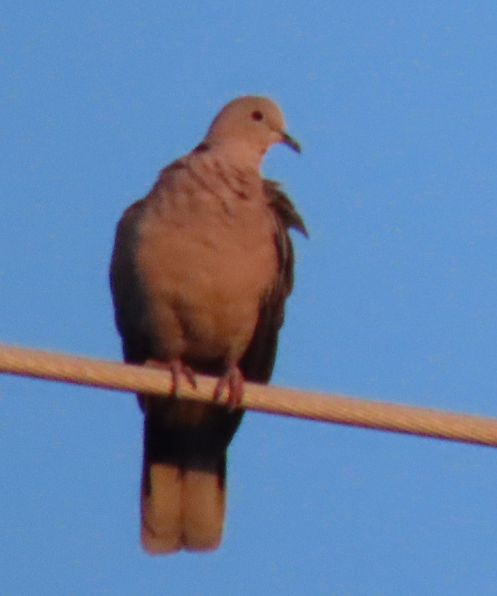 Eurasian Collared-Dove - BEN BAILEY