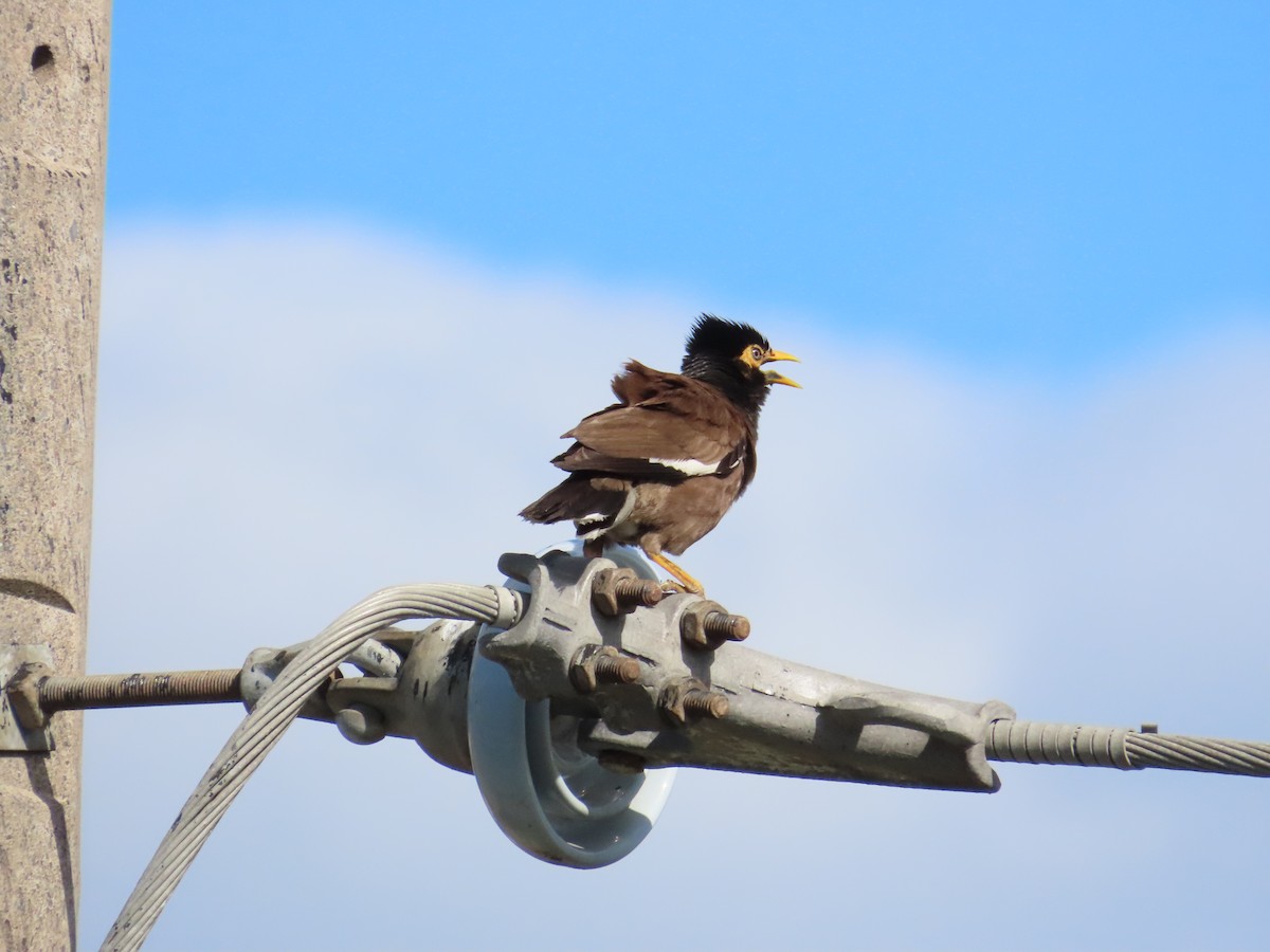 Common Myna - ML622099732