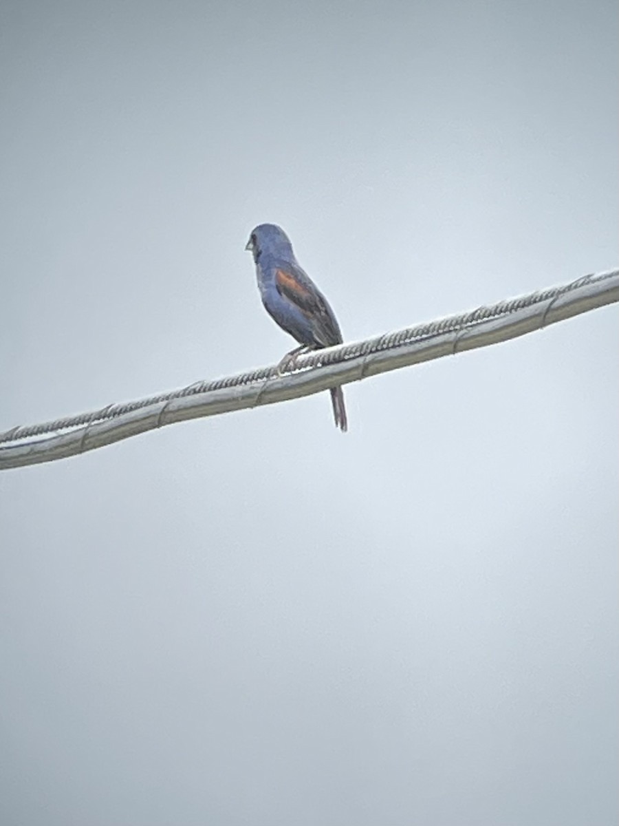 Blue Grosbeak - Bill Lafley