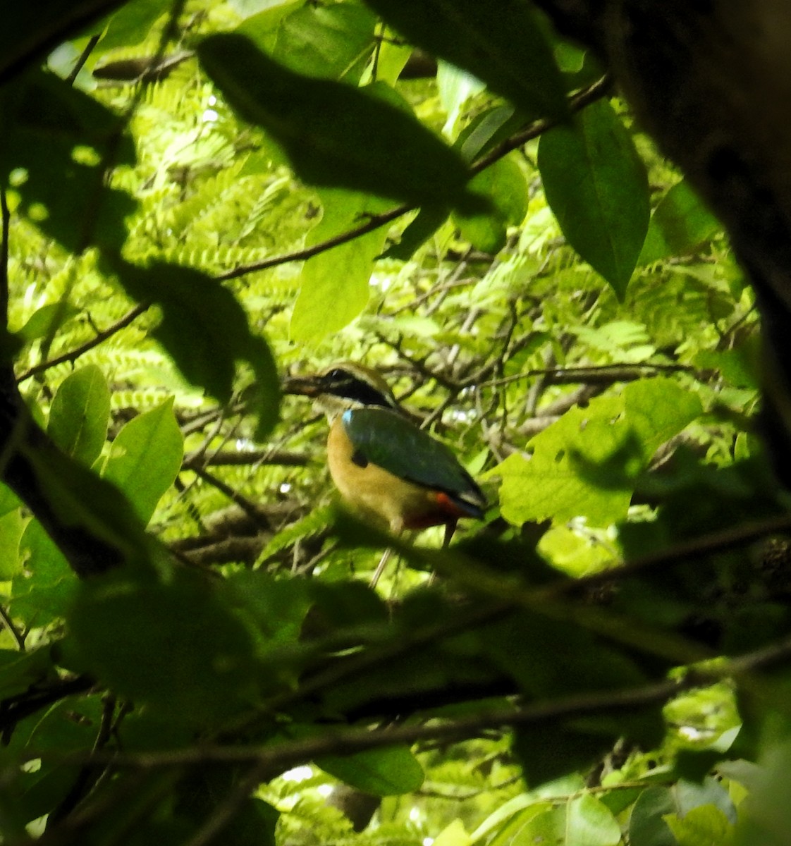 Indian Pitta - Vivek Parmar