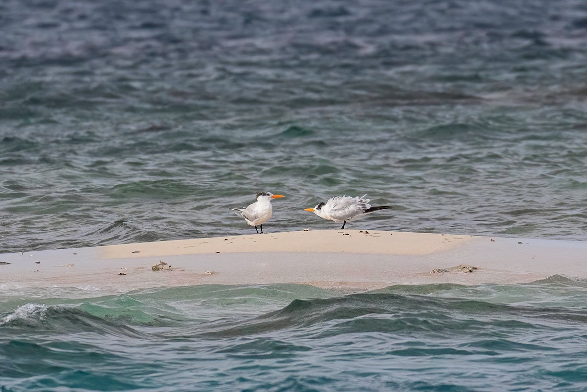 Royal Tern - ML622099758