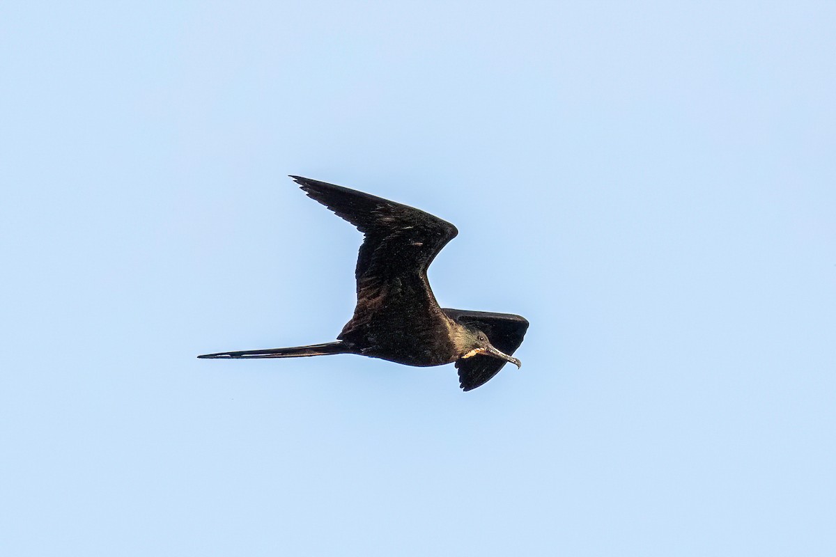 Magnificent Frigatebird - ML622099759