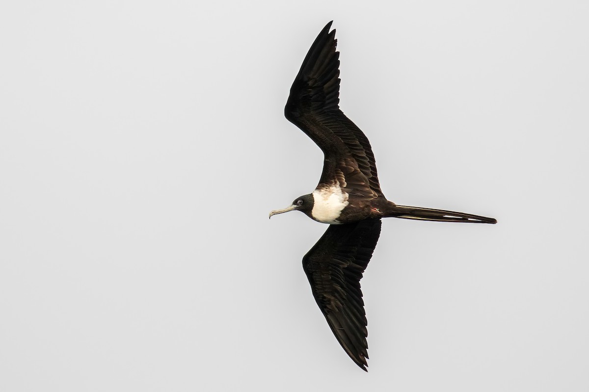 Magnificent Frigatebird - ML622099760