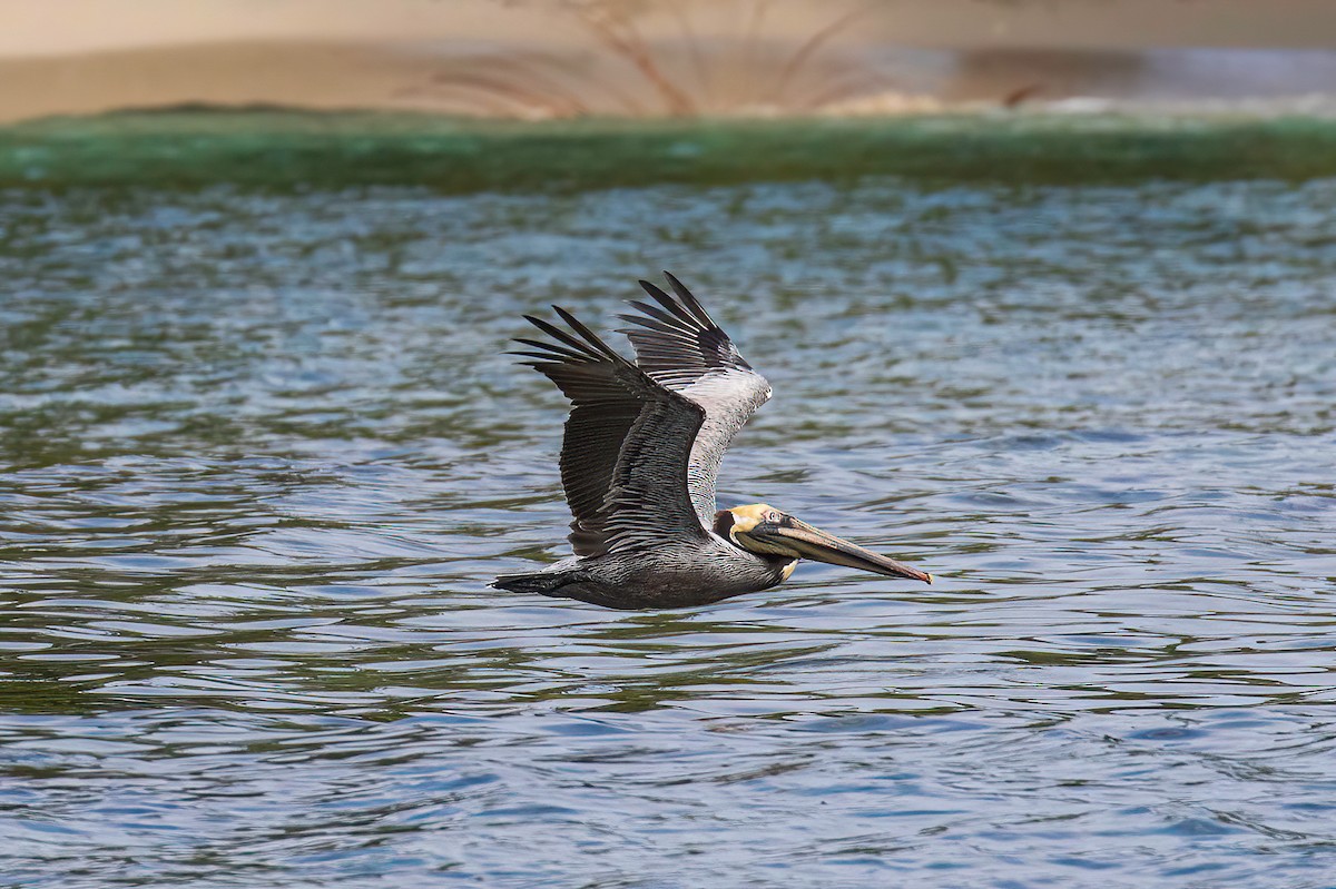 Brown Pelican - ML622099768