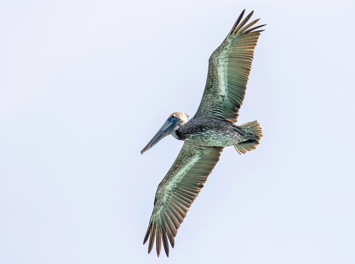 Brown Pelican - ML622099772