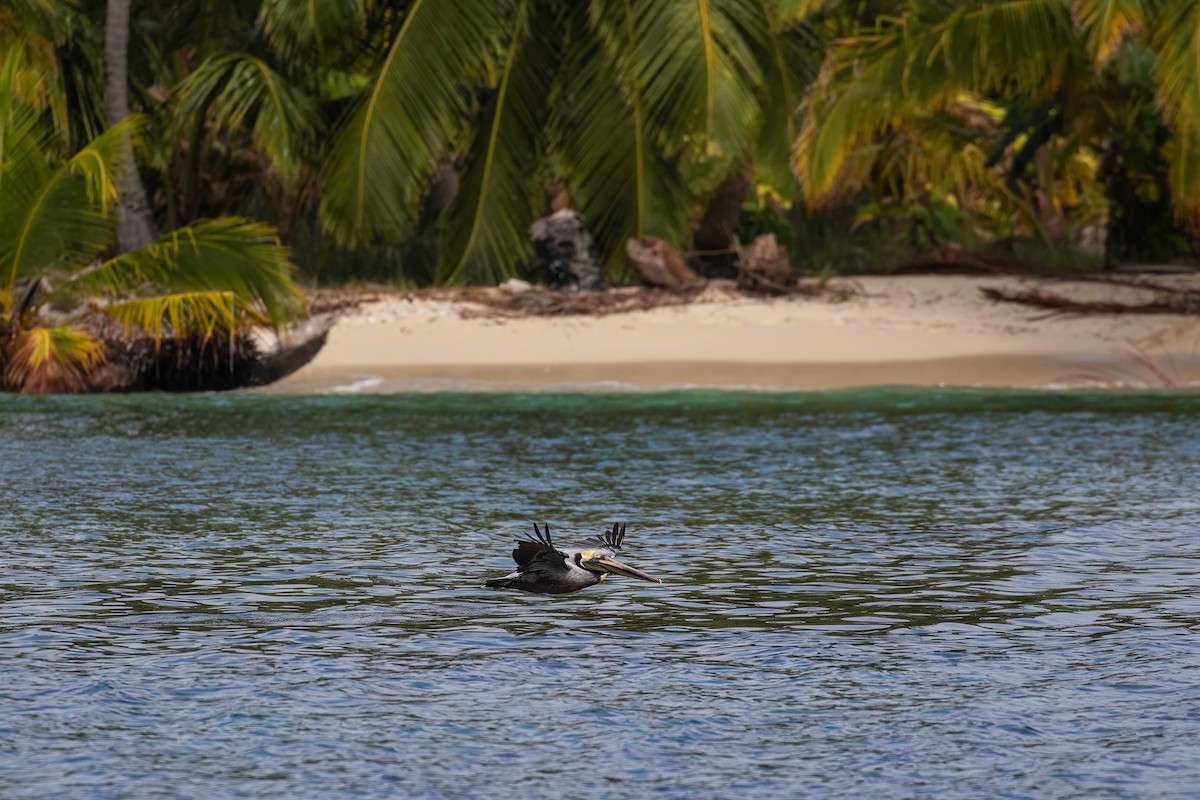 Brown Pelican - ML622099776