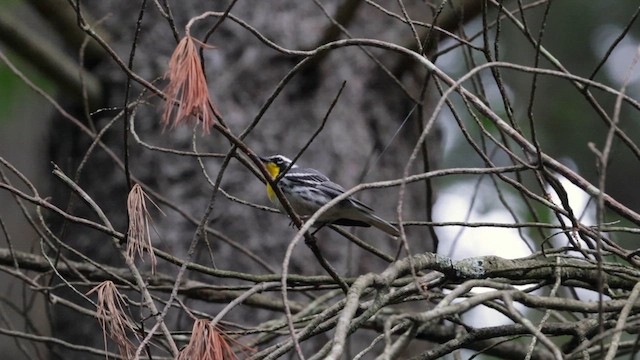 Paruline à gorge jaune - ML622099777