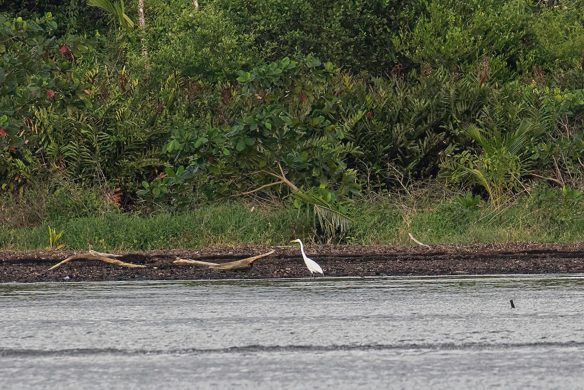 Great Egret - ML622099783