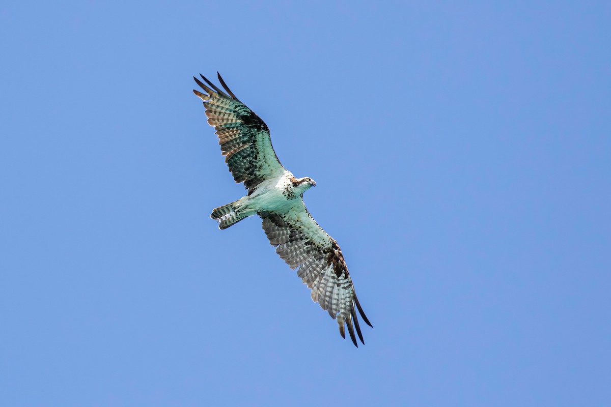 Osprey - Manuel Fernandez-Bermejo