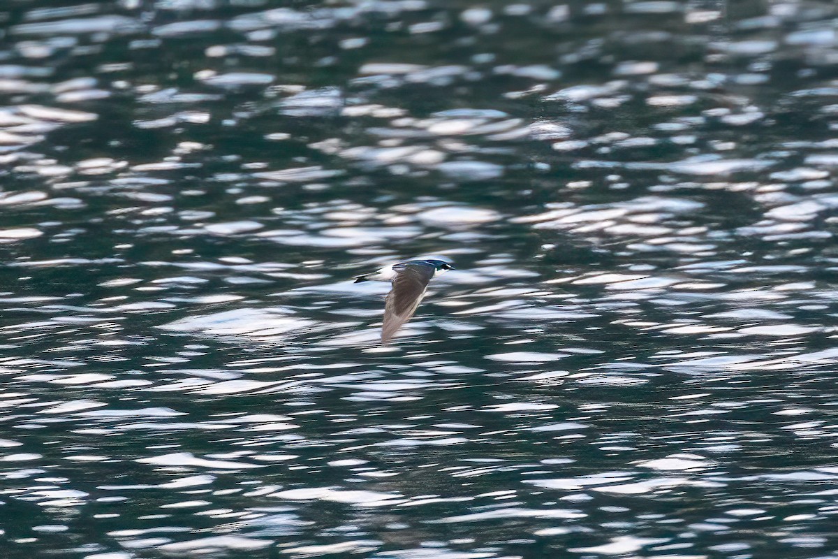 Mangrove Swallow - ML622099800