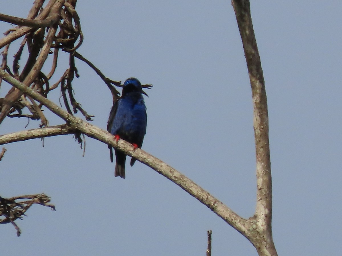 Red-legged Honeycreeper - ML622099801