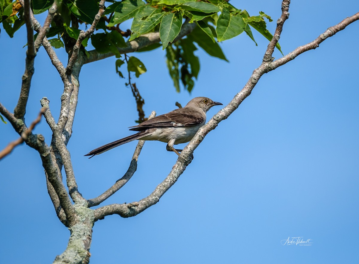 Northern Mockingbird - ML622099803