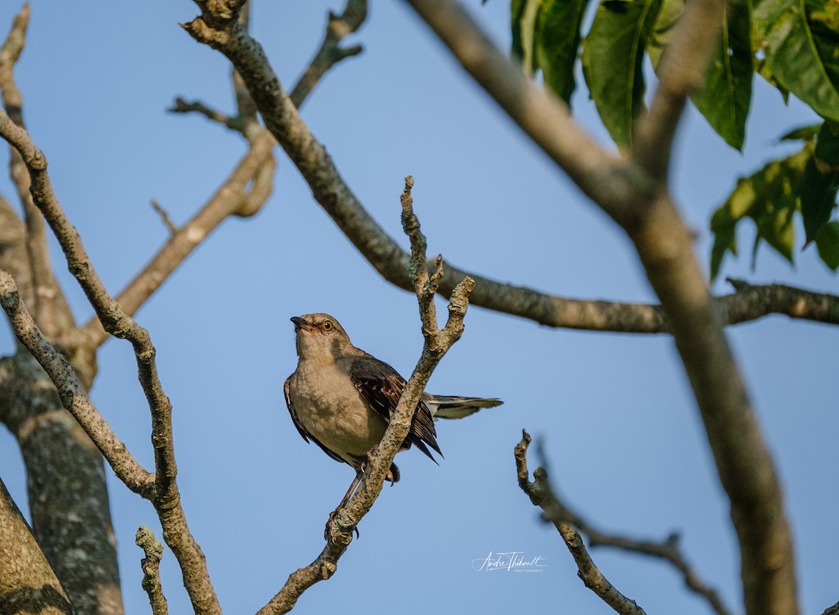 Northern Mockingbird - ML622099804