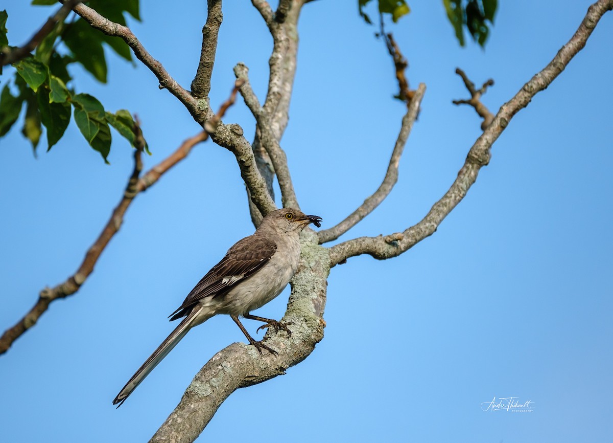 Northern Mockingbird - ML622099805