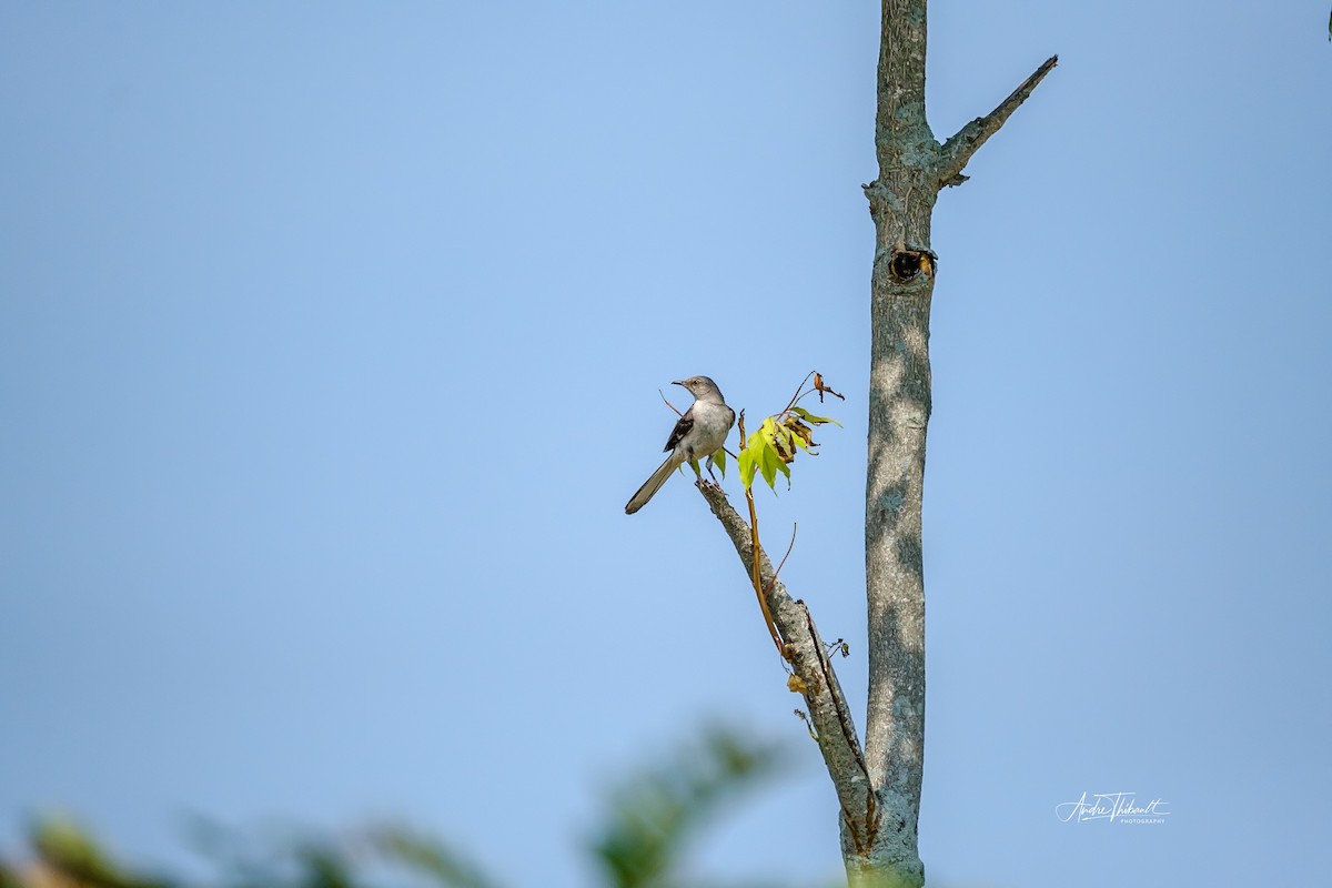 Northern Mockingbird - ML622099806